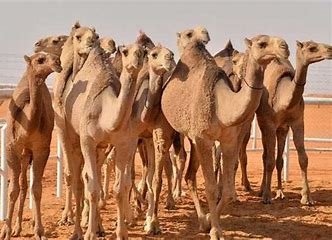 Camel